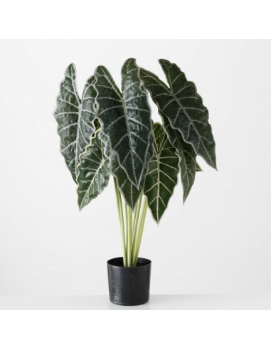 Plante artificielle en pot Flèche Feuille Verte / Noire, H71 cm ou a consommer sur place